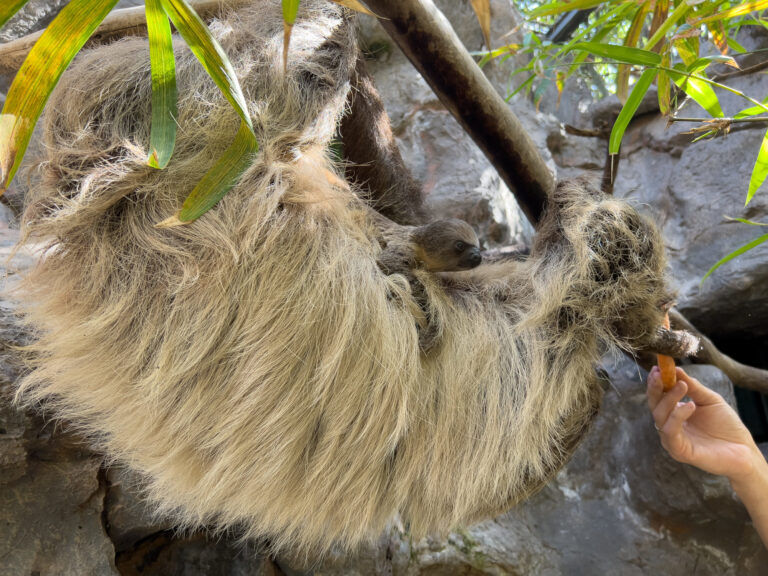 Loro Parque celebra el nacimiento de una nueva cría de perezoso Loro