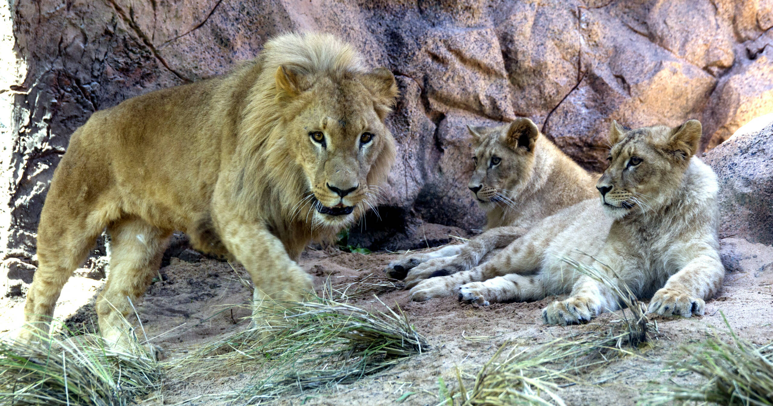 Loro Parque celebra el Día Internacional del León • Loro Parque