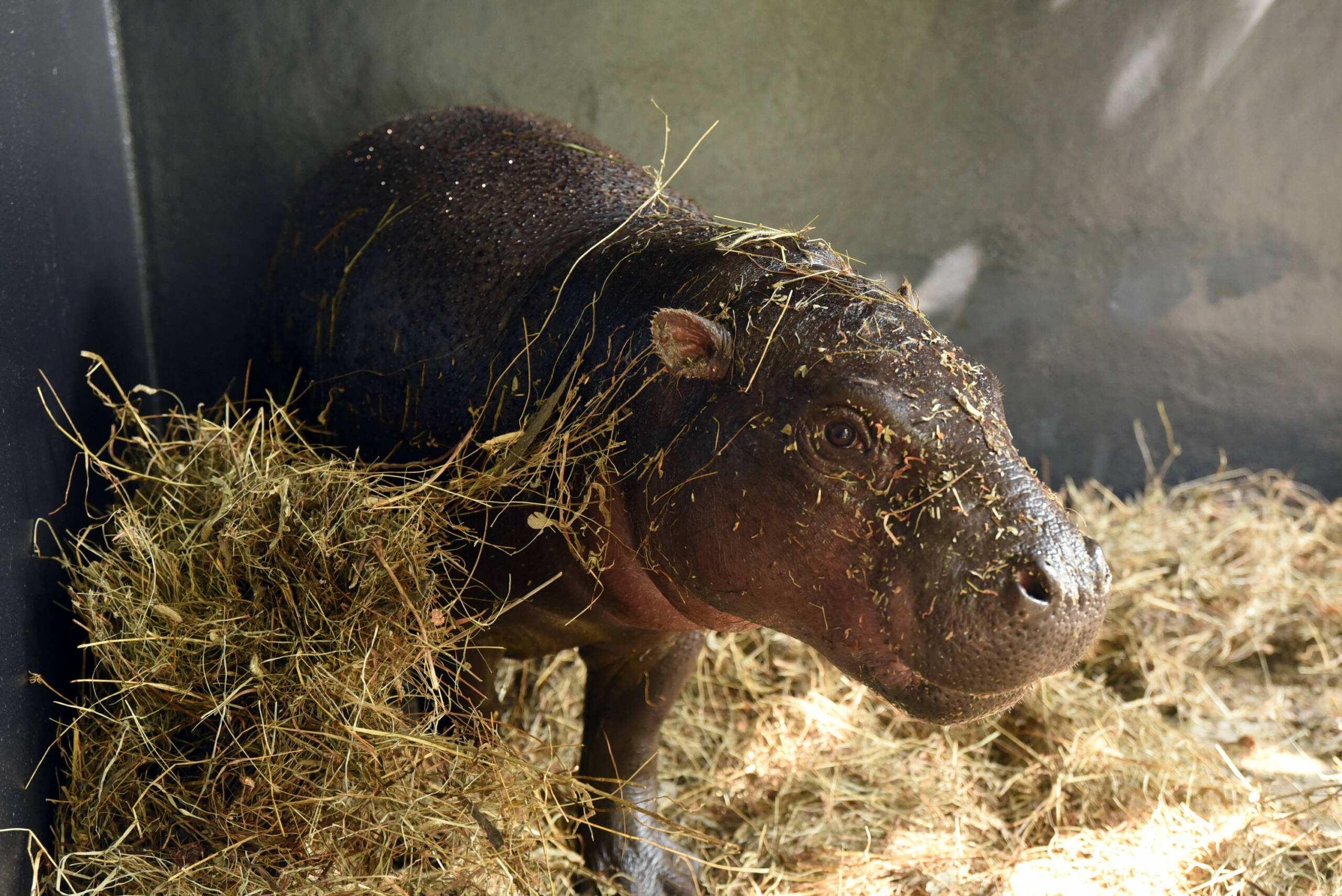 Llegan a Loro Parque dos Hipopótamos Pigmeos • Loro Parque