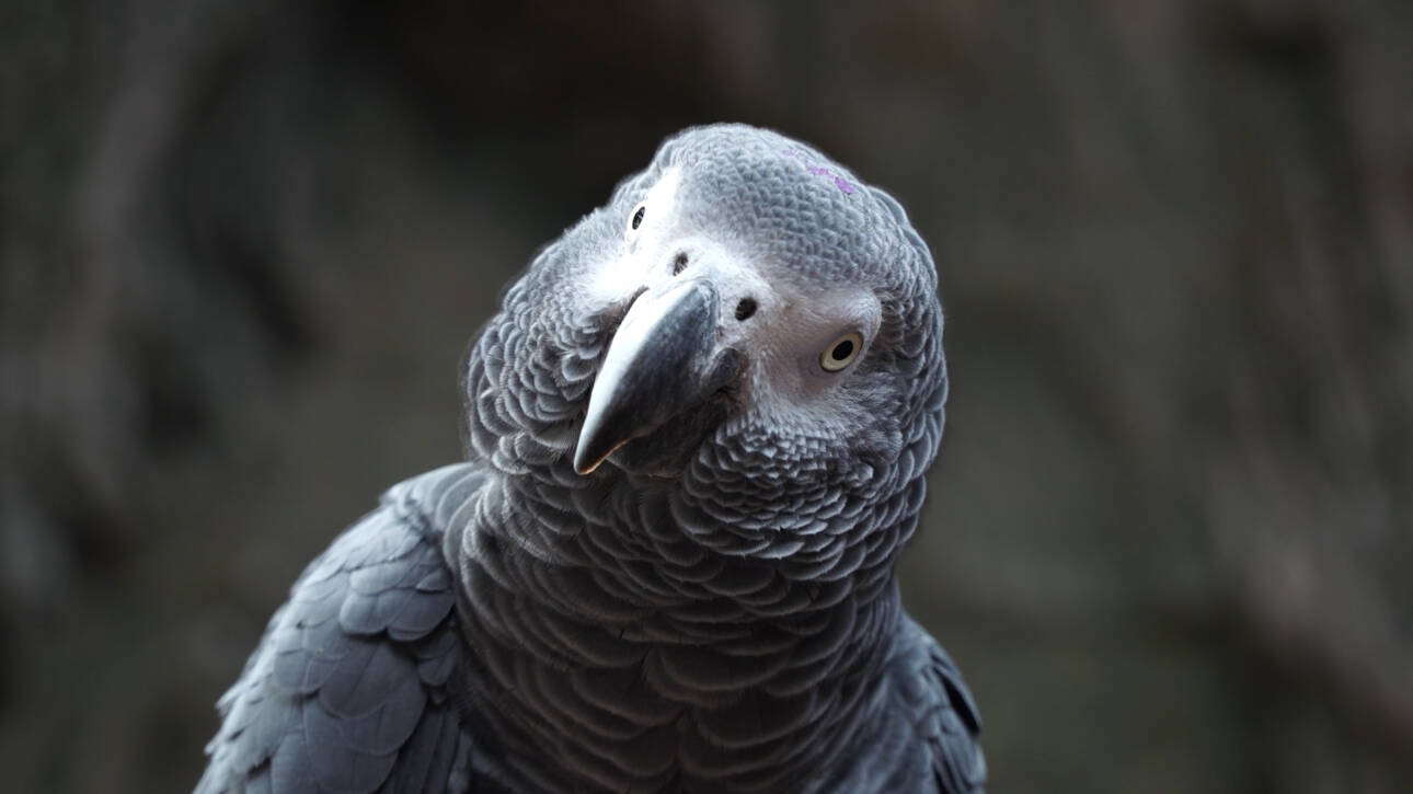 Loro Parque presents a new exhibition for African parrots • Loro Parque