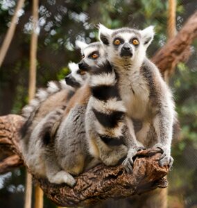 Ring-tailed lemur Lemuroidea • Loro Parque