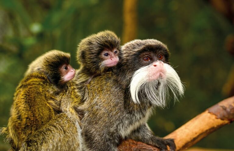 Marmosets and tamarins Familia Callitrichidae • Loro Parque