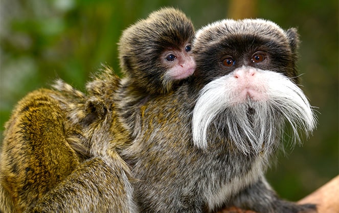 Marmosets and tamarins Familia Callitrichidae • Loro Parque