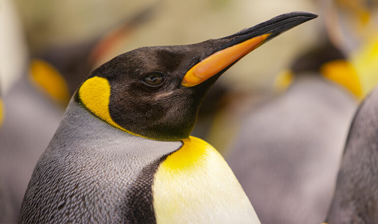 Penguins Spheniscidae • Loro Parque