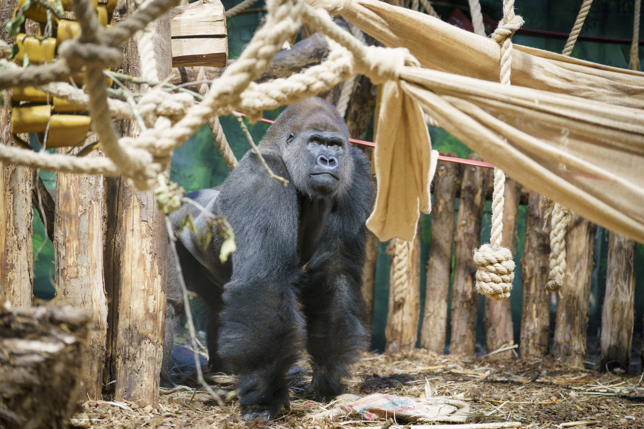 The Gorilla Kiburi joins new family at London Zoo • Loro Parque
